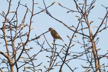 カワラヒワ 八柱霊園 2016年12月29日(木)