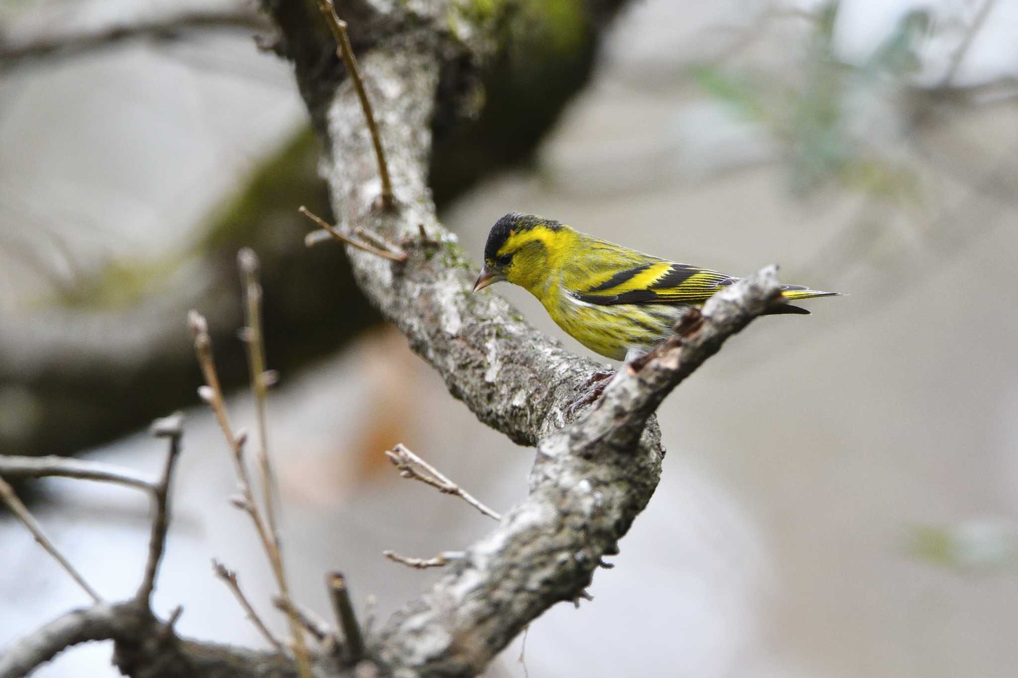 Eurasian Siskin