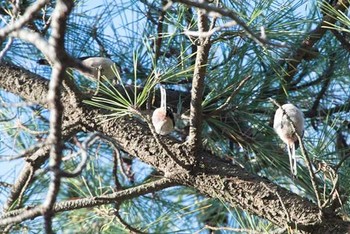 エナガ 八柱霊園 2016年12月29日(木)