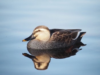 Eastern Spot-billed Duck 辻堂海浜公園 Tue, 11/10/2020