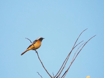 Daurian Redstart 辻堂海浜公園 Tue, 11/10/2020