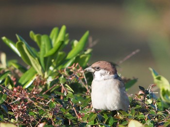 Eurasian Tree Sparrow 辻堂海浜公園 Tue, 11/10/2020