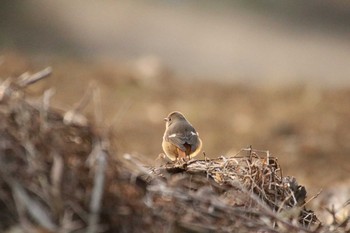 Daurian Redstart 守谷市 Fri, 2/5/2021