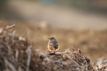 Daurian Redstart 守谷市 Fri, 2/5/2021