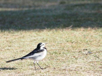 White Wagtail 辻堂海浜公園 Tue, 11/10/2020