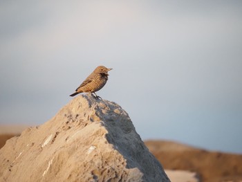 Blue Rock Thrush 湘南海岸 Wed, 11/11/2020