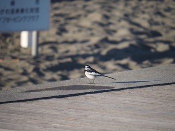 White Wagtail 湘南海岸 Wed, 11/11/2020