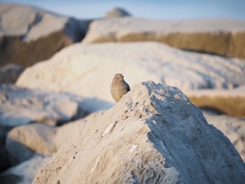 Blue Rock Thrush 湘南海岸 Wed, 11/11/2020