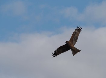 Black Kite 江ノ島海岸 Wed, 11/11/2020