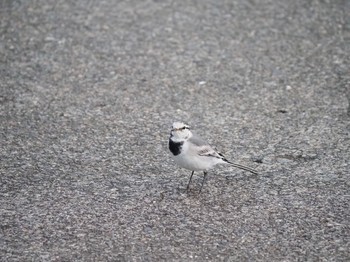 White Wagtail 辻堂海浜公園 Wed, 11/18/2020