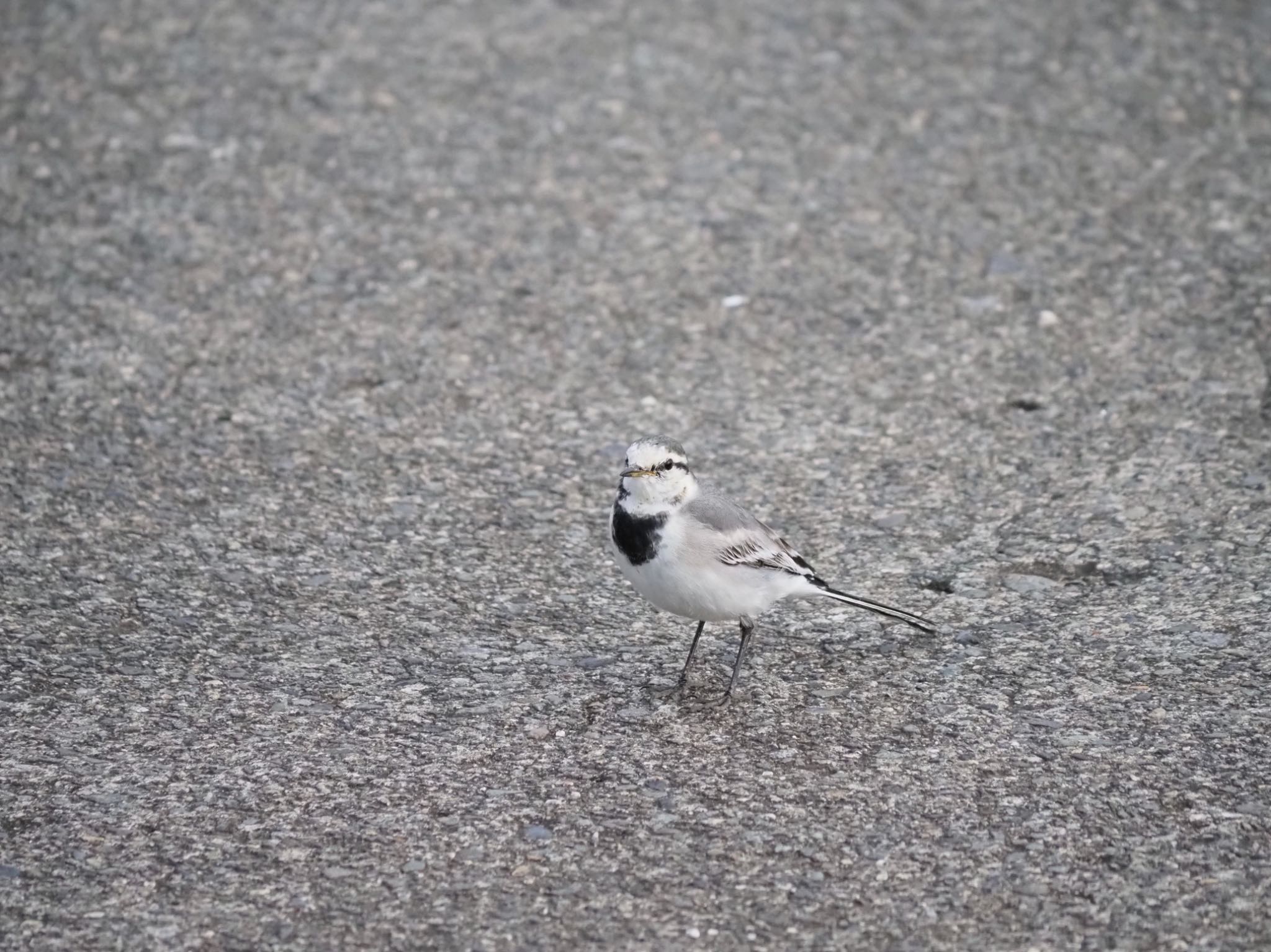 White Wagtail