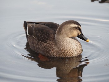 Eastern Spot-billed Duck 辻堂海浜公園 Wed, 11/18/2020