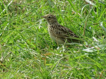 Olive-backed Pipit 岡山市旭川 Unknown Date