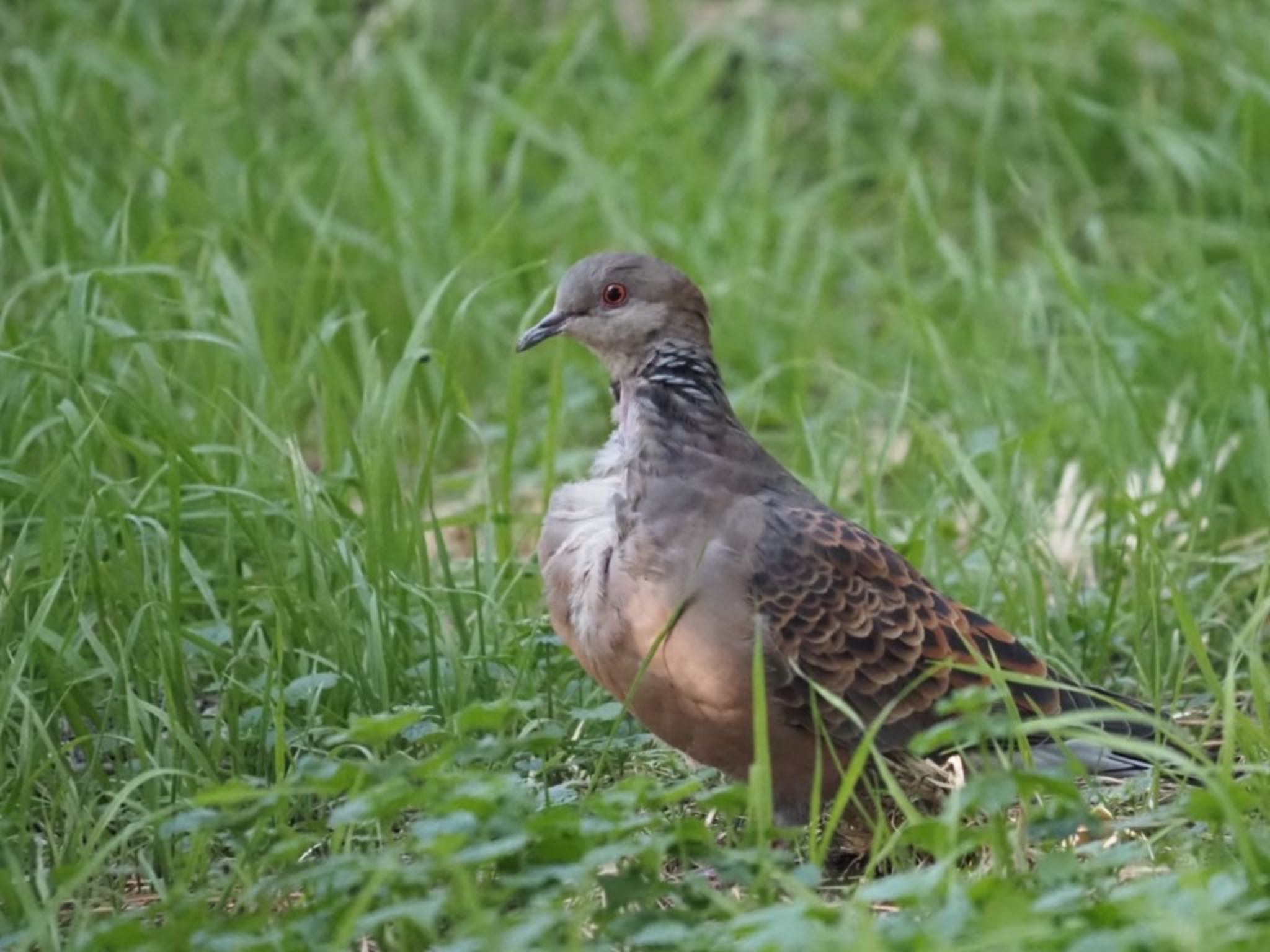 Oriental Turtle Dove