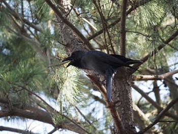 Large-billed Crow 辻堂海浜公園 Wed, 11/18/2020