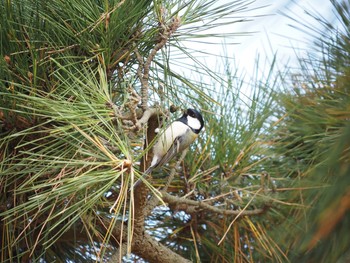 Japanese Tit 辻堂海浜公園 Wed, 11/18/2020