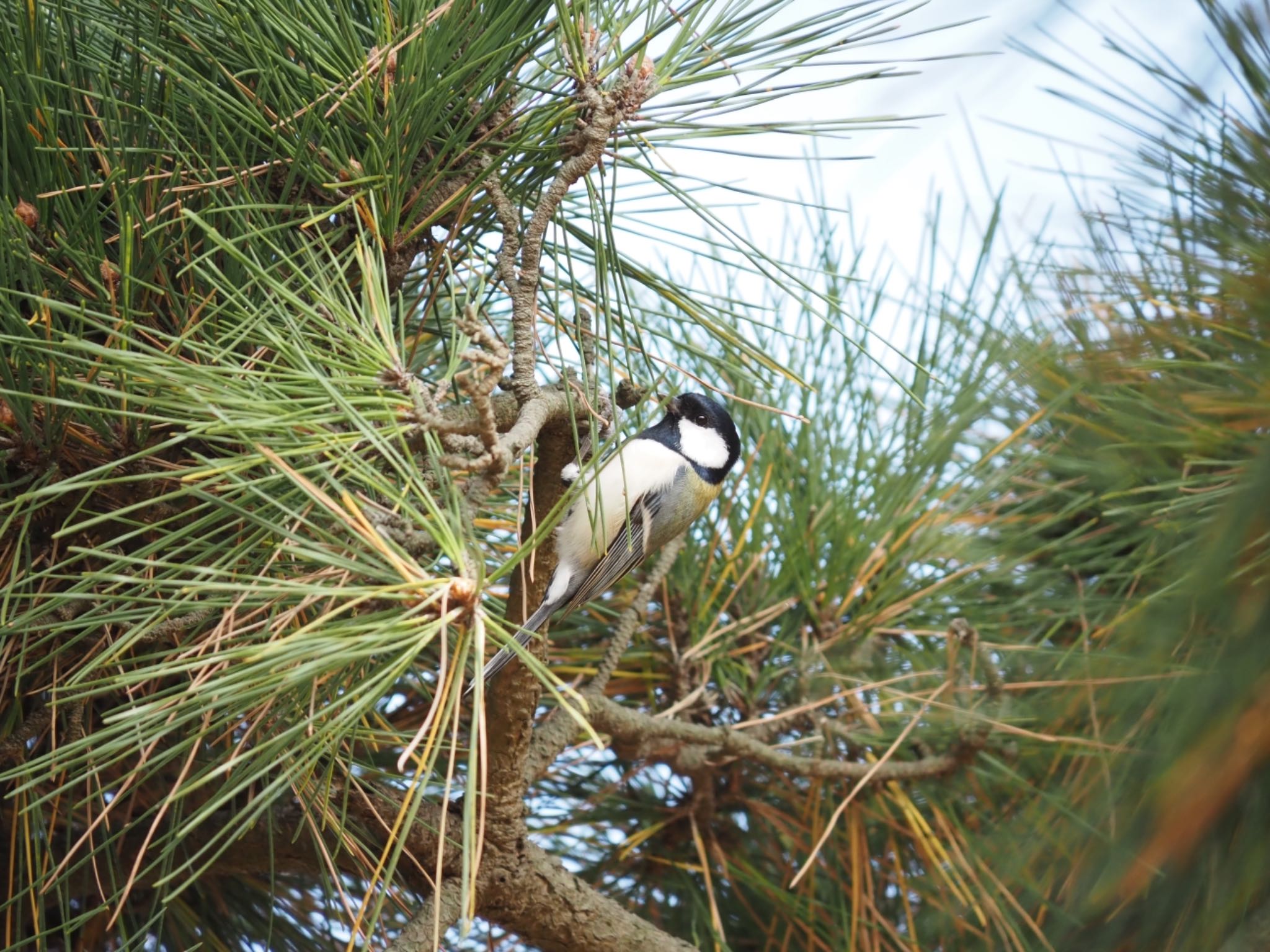 Japanese Tit