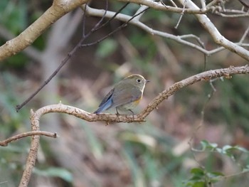 Red-flanked Bluetail 大磯町 Wed, 2/10/2021