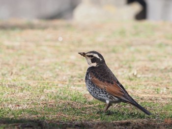 ツグミ 小田原市 2021年2月10日(水)