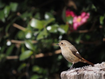 Daurian Redstart 大磯町 Wed, 2/10/2021