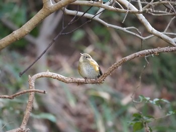 Red-flanked Bluetail 大磯町 Wed, 2/10/2021