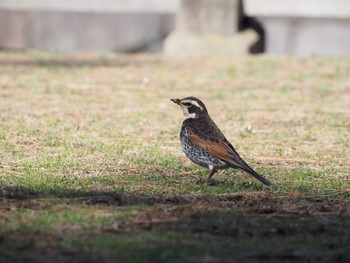 未同定 場所が不明 2021年2月10日(水)