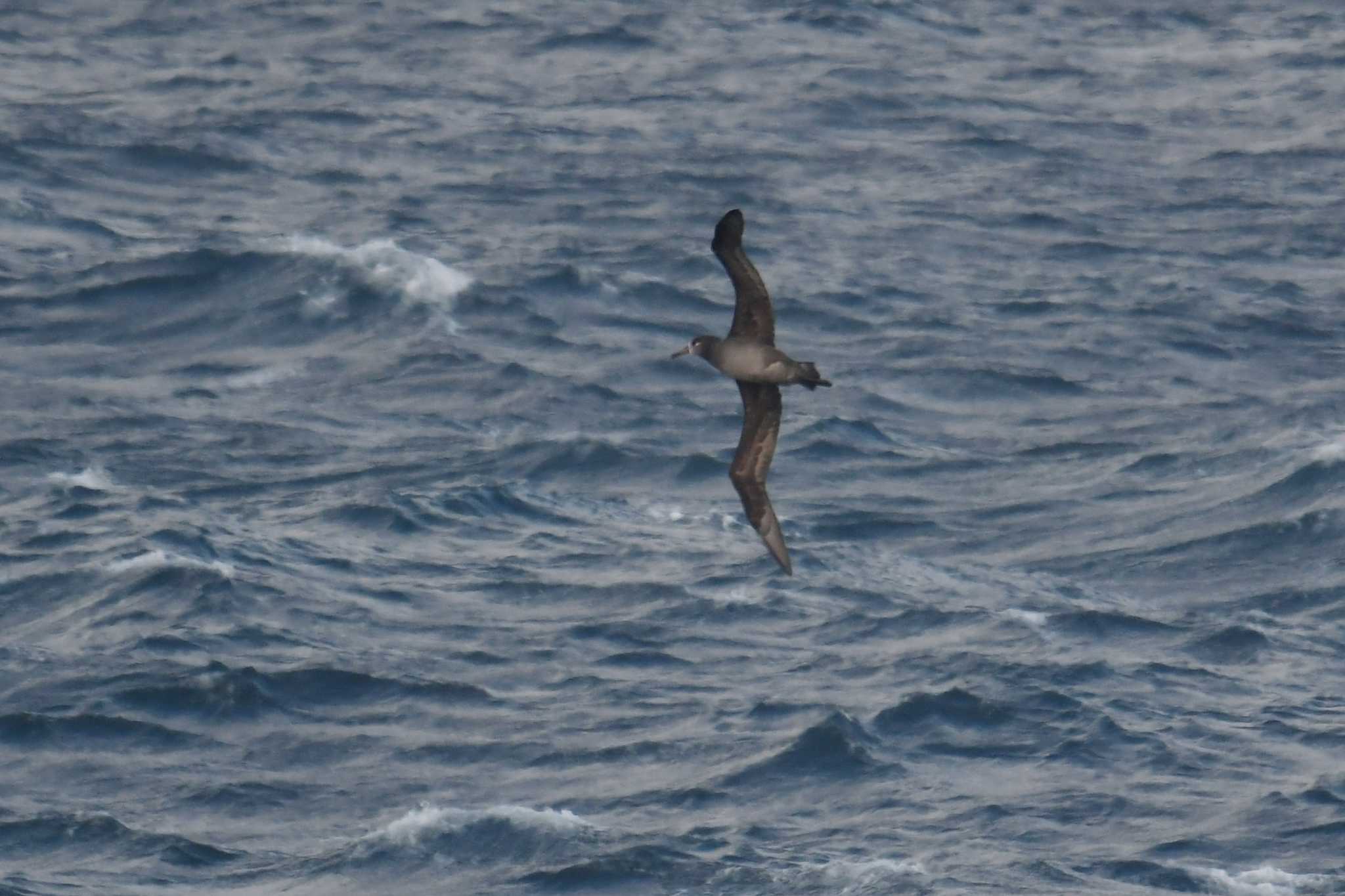 Photo of Black-footed Albatross at 八戸-苫小牧航路 by あひる