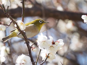 Warbling White-eye 小田原市 Wed, 2/10/2021