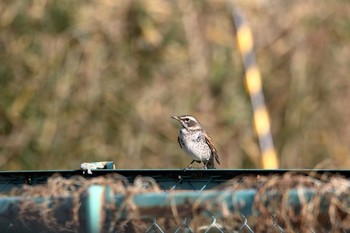 Dusky Thrush 宮城県登米市 Fri, 12/30/2016