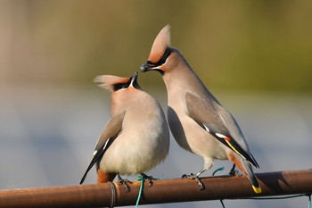 Bohemian Waxwing Unknown Spots Wed, 2/10/2021