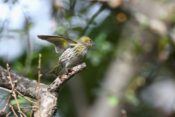 Eurasian Siskin 京都府 Sat, 1/30/2021