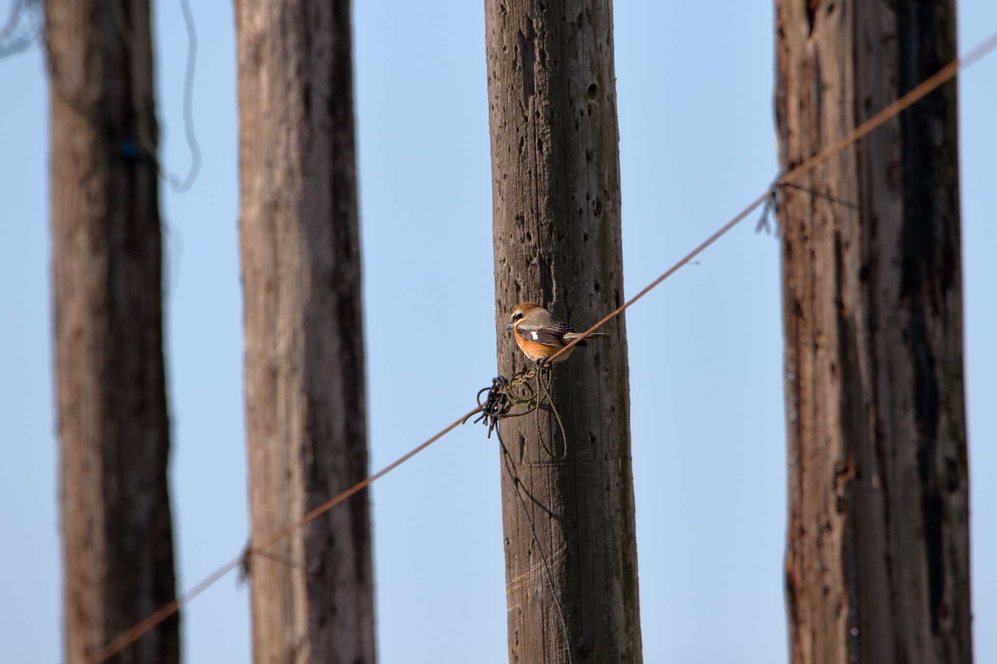 Photo of Bull-headed Shrike at 宮城県登米市 by shin