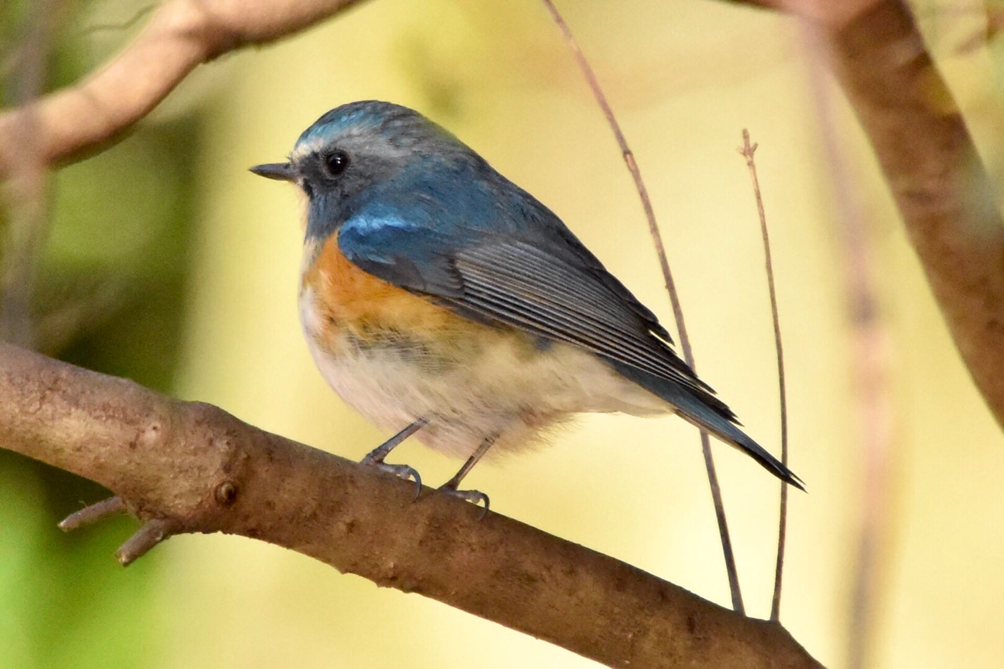 Photo of Red-flanked Bluetail at Machida Yakushiike Park by 遼太