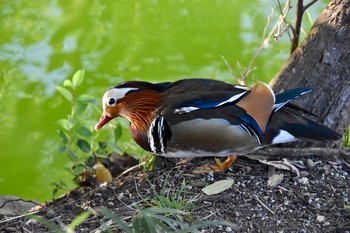 Mandarin Duck Machida Yakushiike Park Tue, 2/9/2021