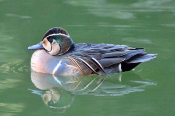 Baikal Teal Machida Yakushiike Park Tue, 2/9/2021