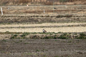 Eastern Buzzard 宮城県登米市 Fri, 12/30/2016