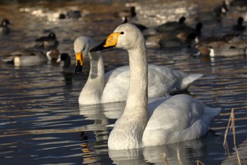 オオハクチョウ 平筒沼(宮城県登米市) 2016年12月30日(金)