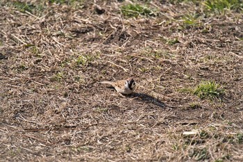 2021年2月7日(日) 加須はなさき公園の野鳥観察記録