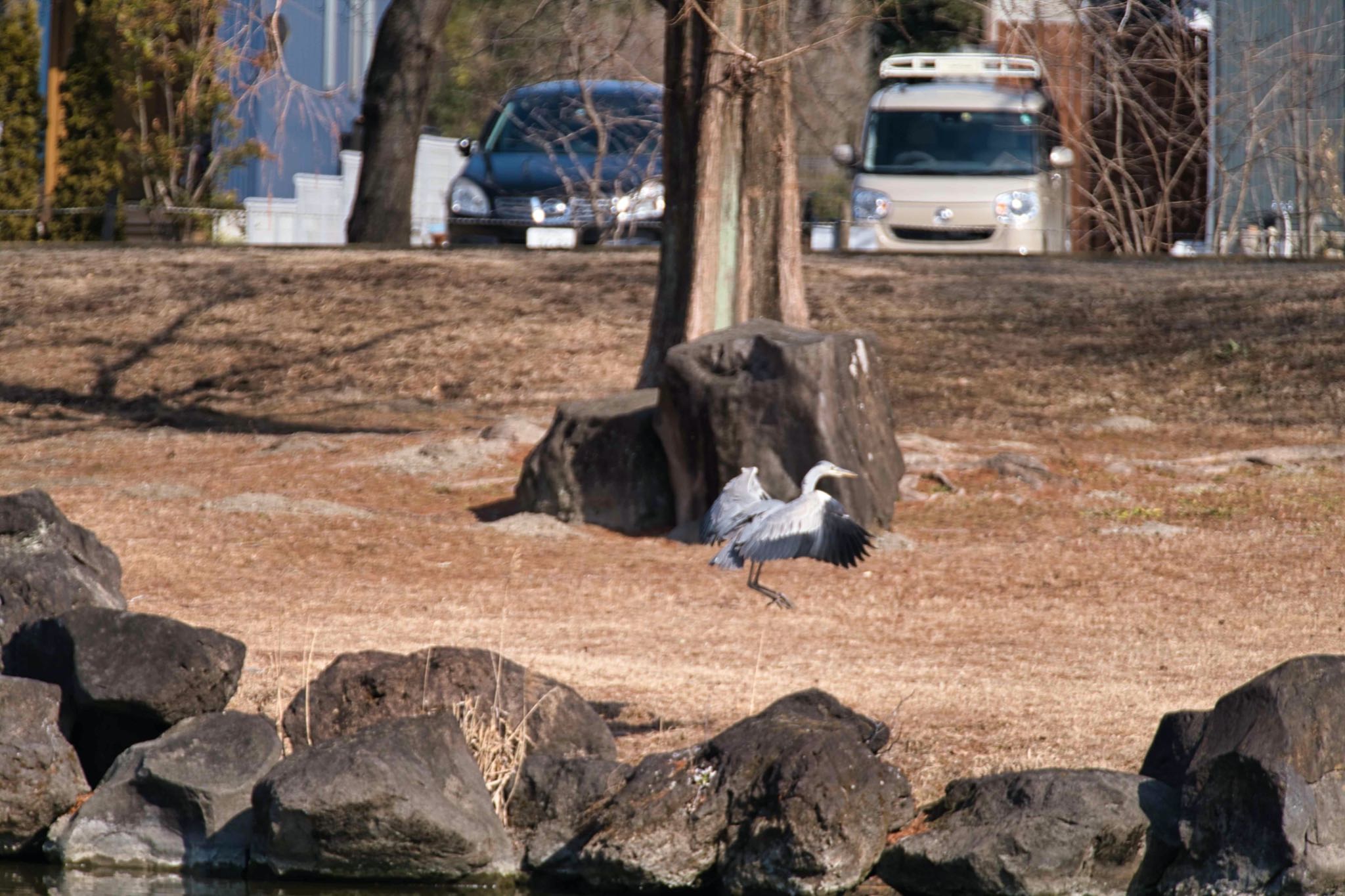 加須はなさき公園 アオサギの写真 by あおじさん