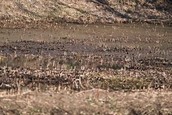 Sun, 2/7/2021 Birding report at Kitamoto Nature Observation Park