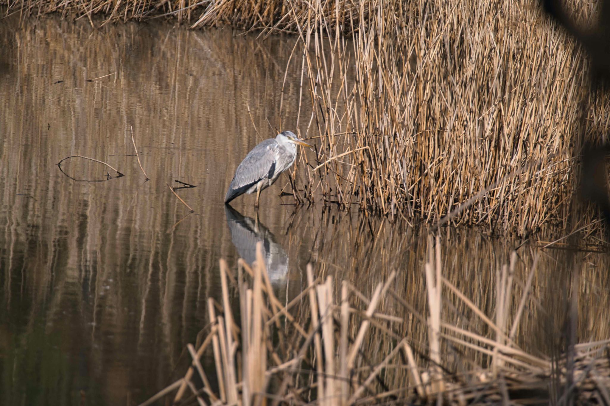 北本自然観察公園 アオサギの写真 by あおじさん