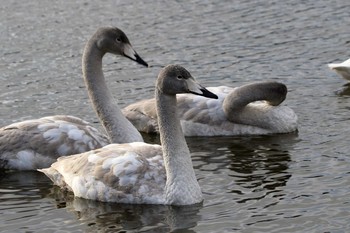 オオハクチョウ 平筒沼(宮城県登米市) 2016年12月30日(金)