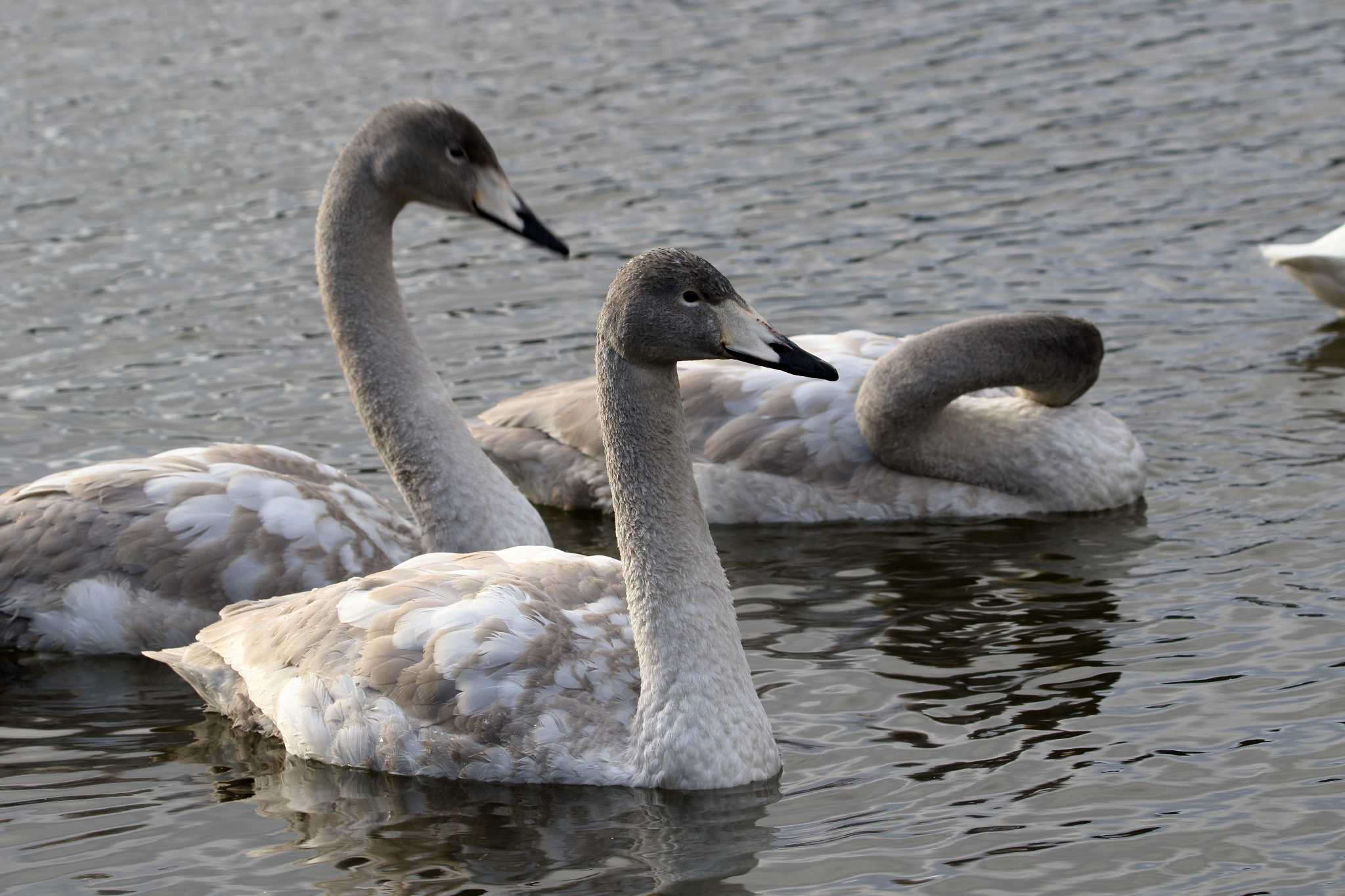 Photo of Whooper Swan at 平筒沼(宮城県登米市) by shin