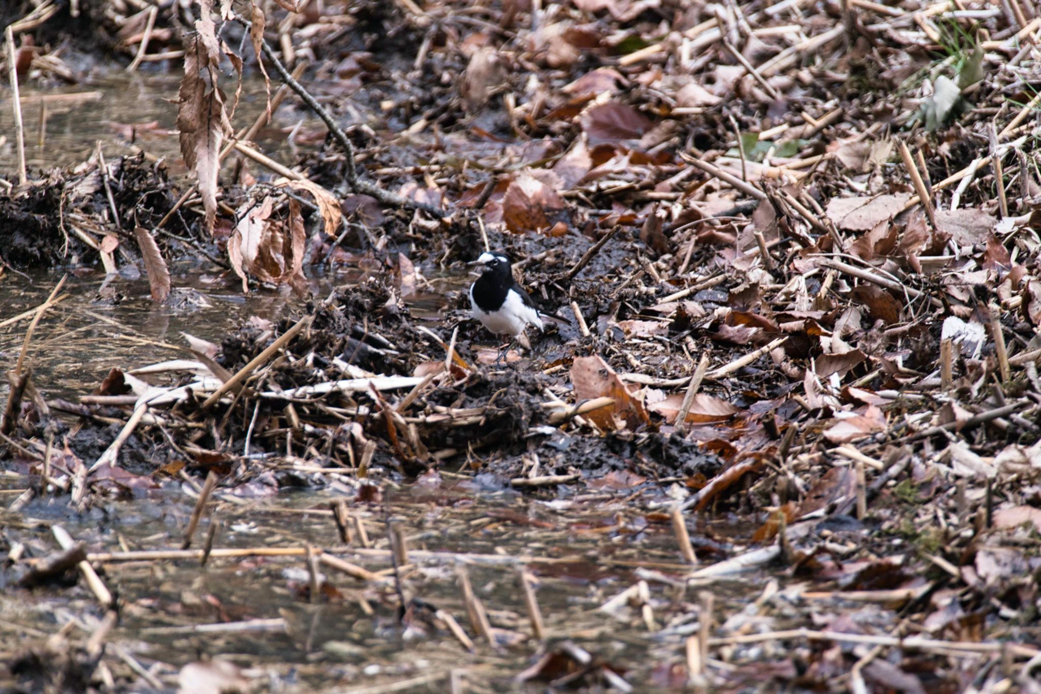 北本自然観察公園 セグロセキレイの写真 by あおじさん