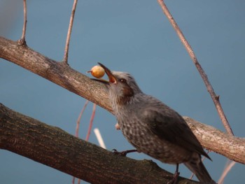 Brown-eared Bulbul 岡山旭川 Thu, 2/11/2021