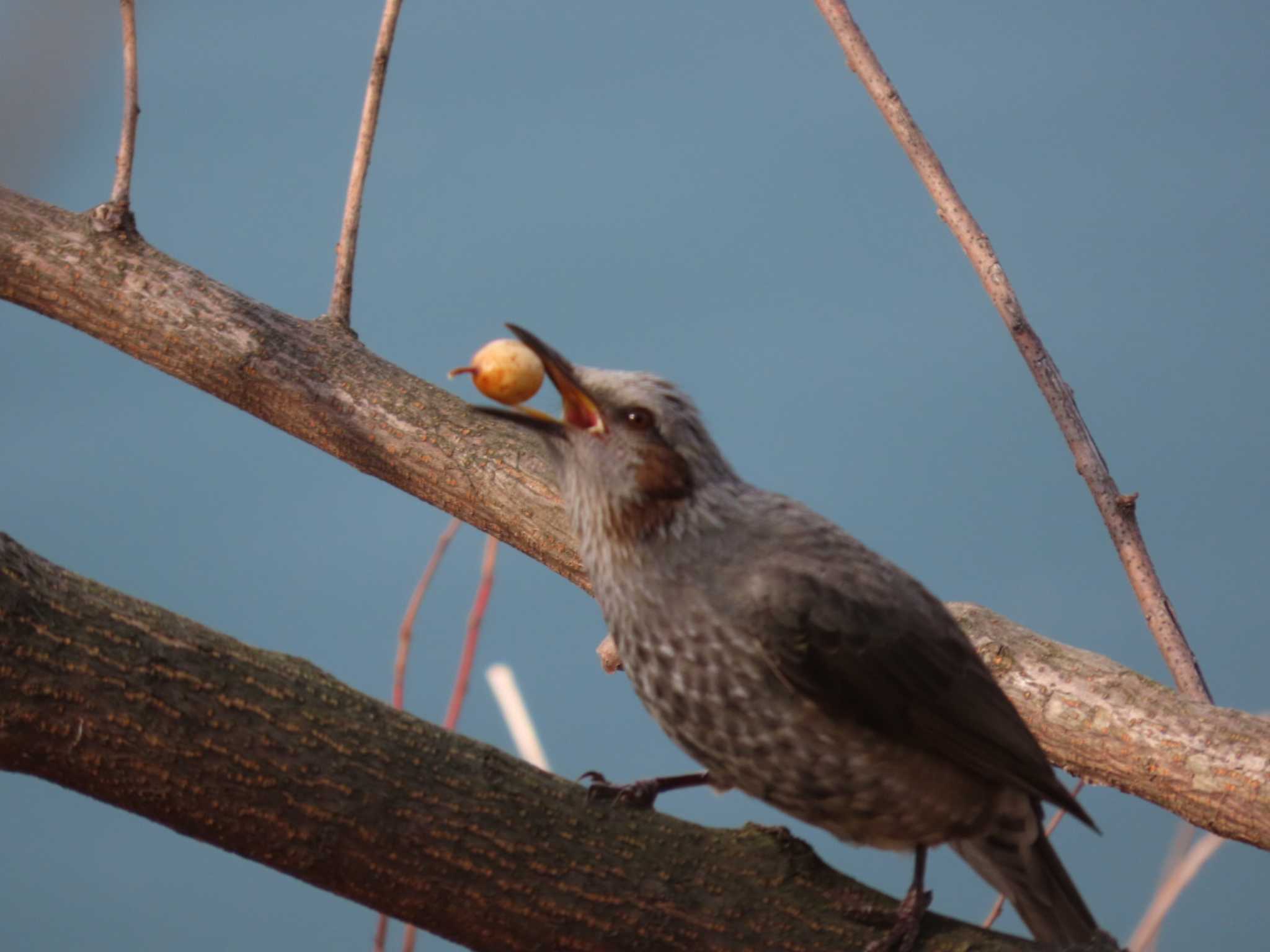 Photo of Brown-eared Bulbul at 岡山旭川 by タケ