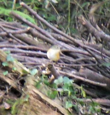 Red-flanked Bluetail Higashitakane Forest park Thu, 2/11/2021