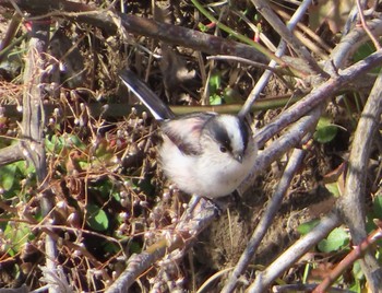 2021年2月11日(木) 境川(境橋付近)の野鳥観察記録