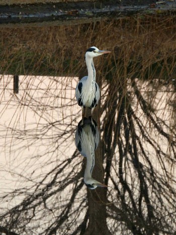 Grey Heron まつぶし緑の丘公園 Wed, 1/20/2021