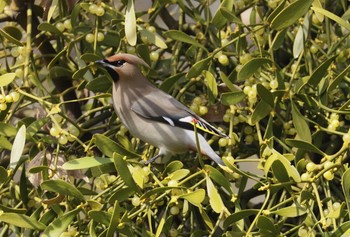 Bohemian Waxwing 和歌山城 Thu, 2/11/2021